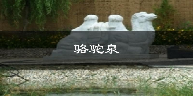 骆驼泉气温